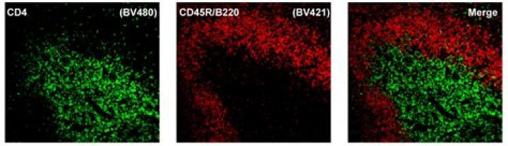 Baby Simulator Codes (January 2024): Coins, Gems & More - SarkariResult