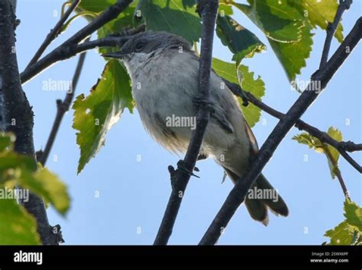 Something Corporate Share 2024 Tour Dates: Ticket Presale Code & On-Sale Info - SarkariResult