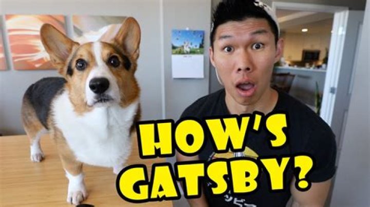 Gatsby The Corgi