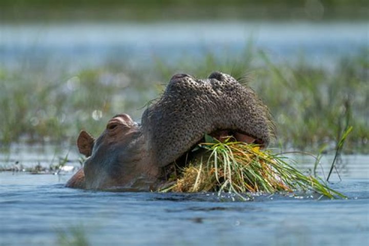 How do hippos get rid of waste