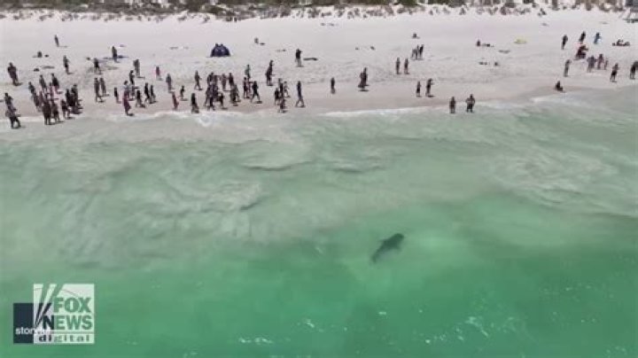 
Kimon Bisogno, 38, dies in a deadly Shark Attack in Plettenberg Bay 