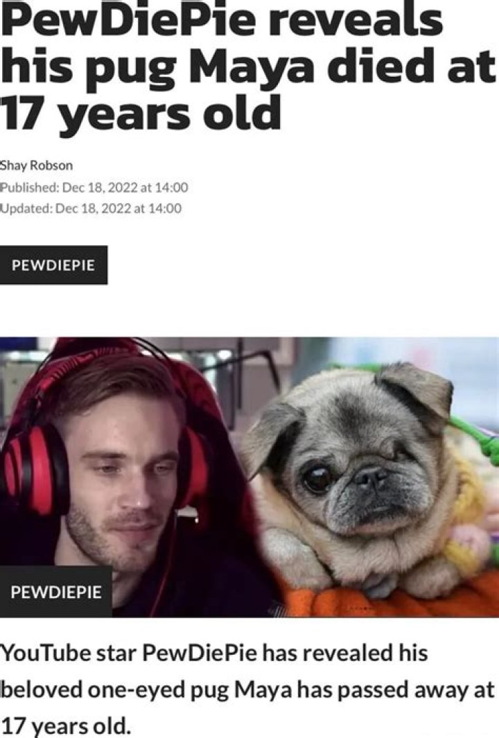 PewDiePie dog Maya Passed away