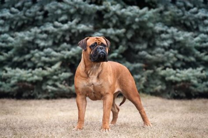 Sacha the Bullmastiff Height, Weight, Net Worth, Age, Wiki, Who, Instagram, Biography