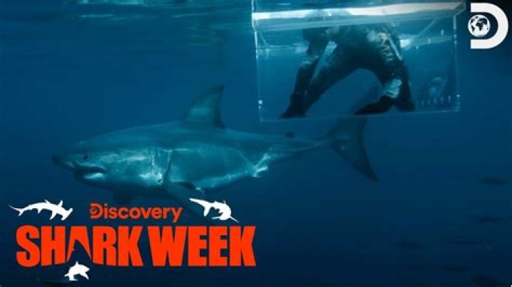 What Happened To Jimi Partington? Shark Weeks Starts With HIs Incredible Survival Story
